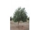 Lot 3 Cambrai Road, Sanderston SA 5237