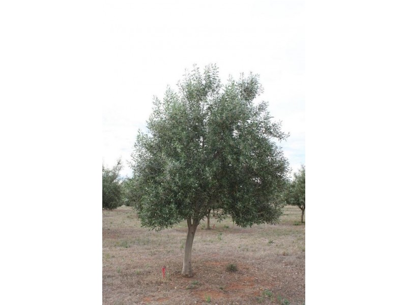 Lot 3 Cambrai Road, Sanderston SA 5237