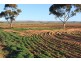 Sect. 235 Rosenzweig Road, Mannum SA 5238