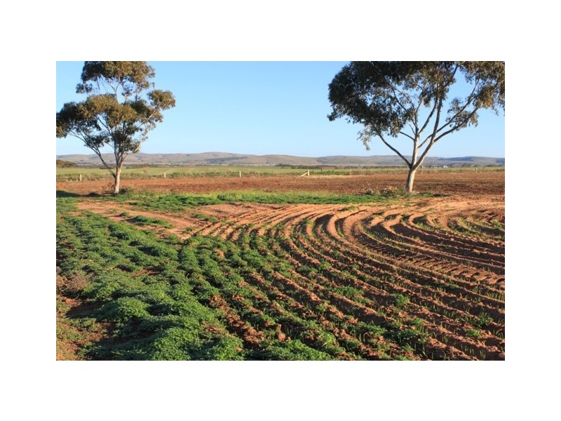Sect. 235 Rosenzweig Road, Mannum SA 5238