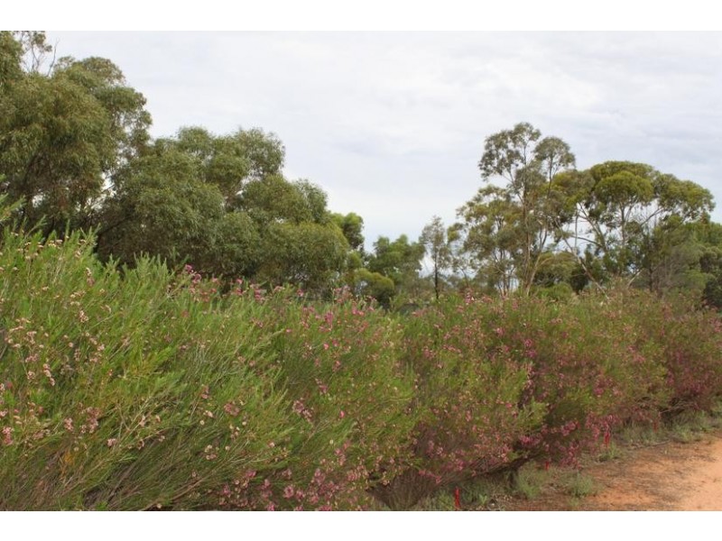 Lot 3 Cambrai Road, Sanderston SA 5237