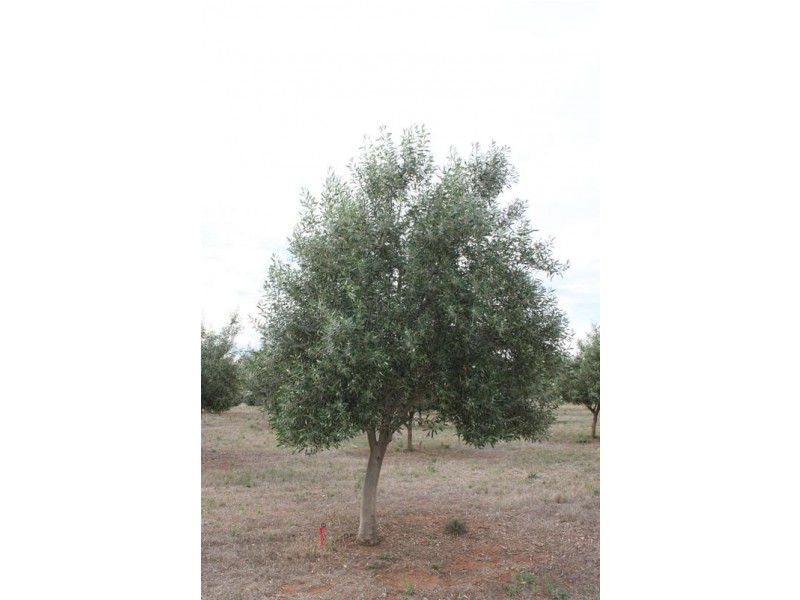 Lot 3 Cambrai Road, Sanderston SA 5237