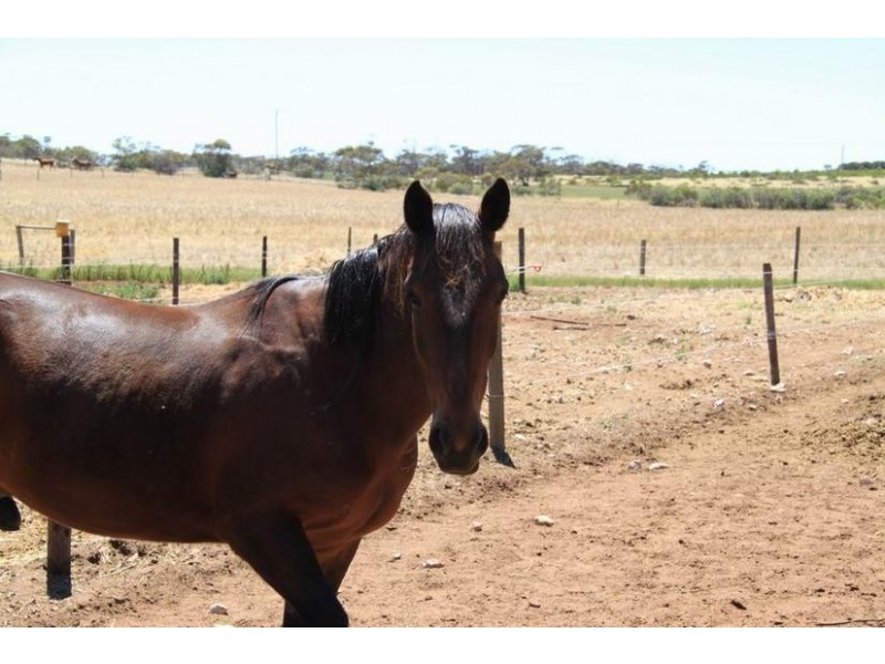 Sect 1156 Bakehouse Road, Mypolonga SA 5254