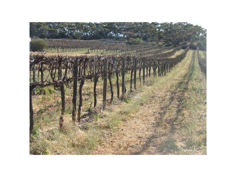 Lot 10 Punyelroo via, Swan Reach SA 5354