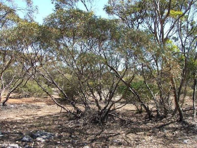 Proposed lots 100, 101 & 102 Rock & Roll Road, Bowhill SA 5238
