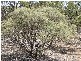 Proposed lots 100, 101 & 102 Rock & Roll Road, Bowhill SA 5238