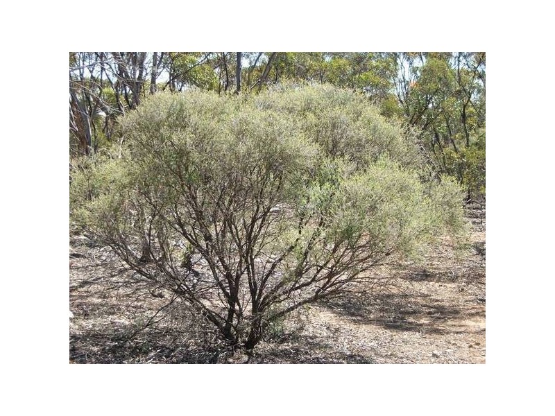 Proposed lots 100, 101 & 102 Rock & Roll Road, Bowhill SA 5238