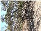 Proposed lots 100, 101 & 102 Rock & Roll Road, Bowhill SA 5238