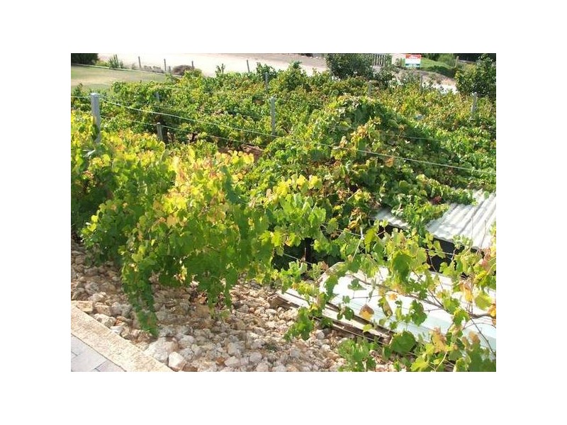 Allot 113 Tom Groggin Drive Younghusband via, Mannum SA 5238