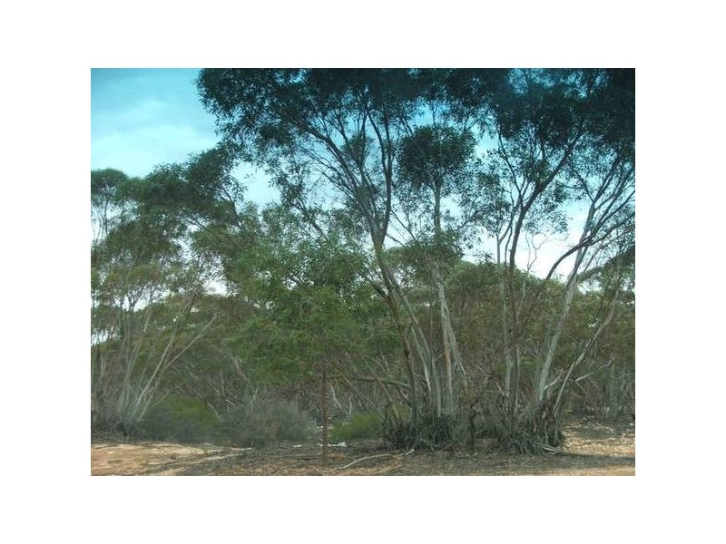 4 Cockshell Road, Bowhill SA 5238