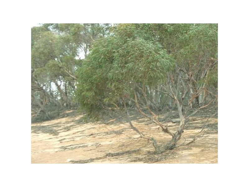 4 Cockshell Road, Bowhill SA 5238