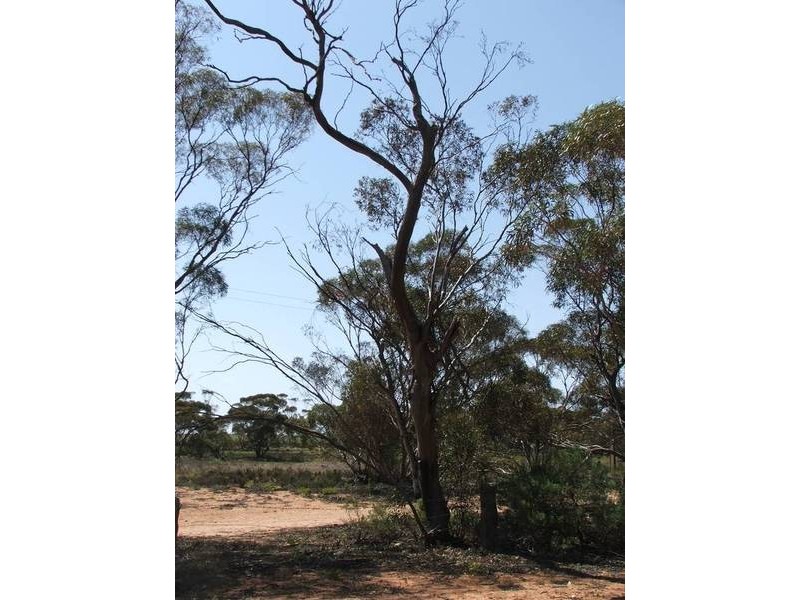 Lot 34&35 Paul Street, Galga SA 5308