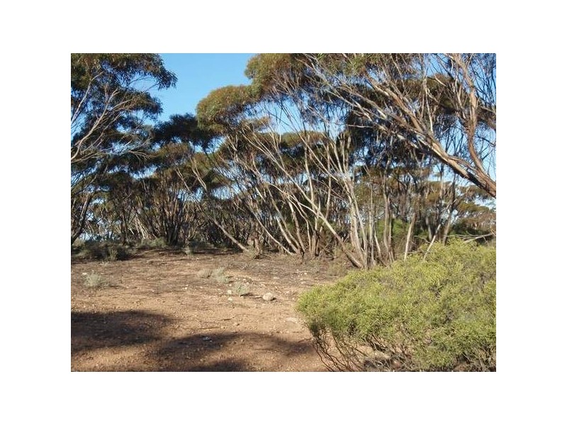 lot 92 Long Gully Rd, Mannum SA 5238