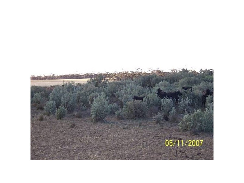 Government Road, Swan Reach SA 5354