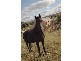 Lot 1 Murray Bridge Road, Mannum SA 5238