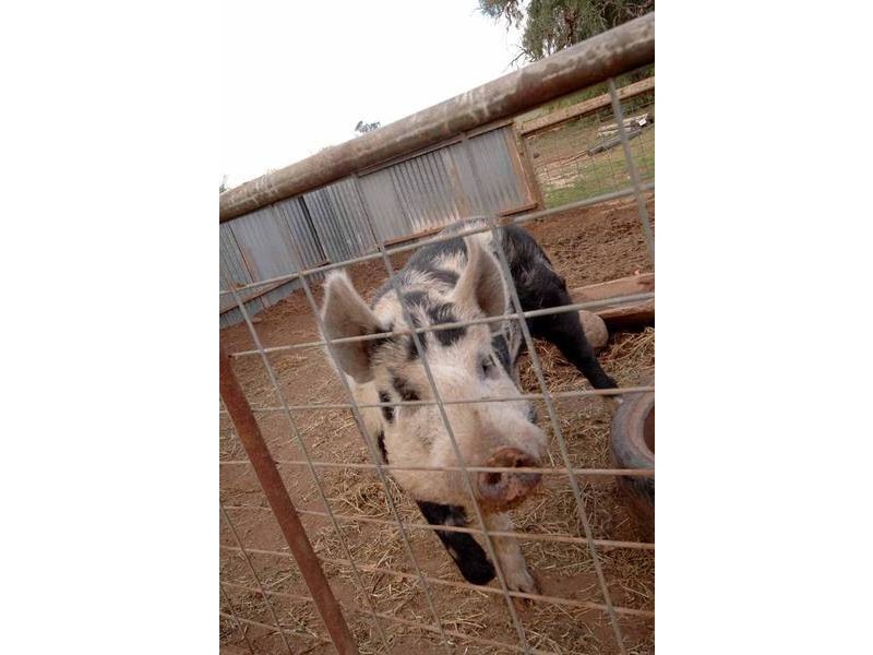 Allot1 Murray Bridge Road, Mannum SA 5238