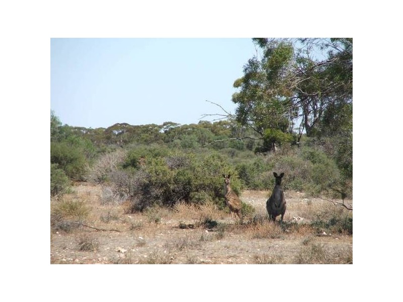 Lot 3 Murray Lands Rd, Punyelroo SA 5354