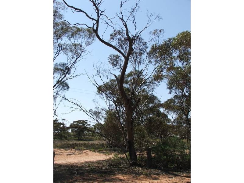 Lots 34&35 Paul Street, Galga SA 5308