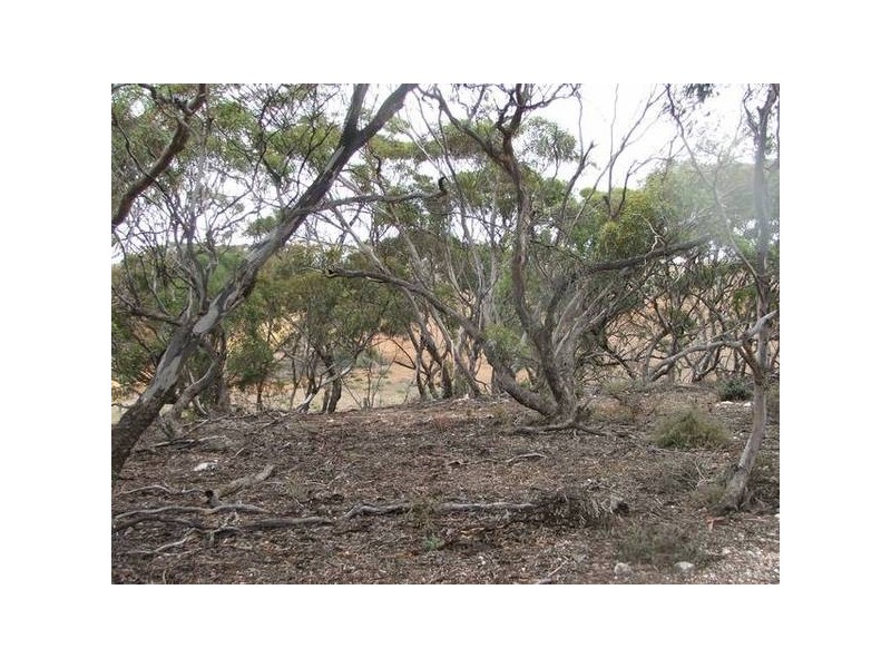 Allot 133 Panorama Avenue, via Younghusband, Mannum SA 5238