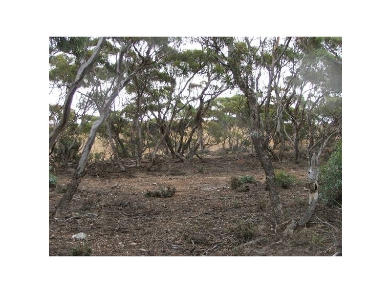 Allot 133 Panorama Avenue, via Younghusband, Mannum SA 5238