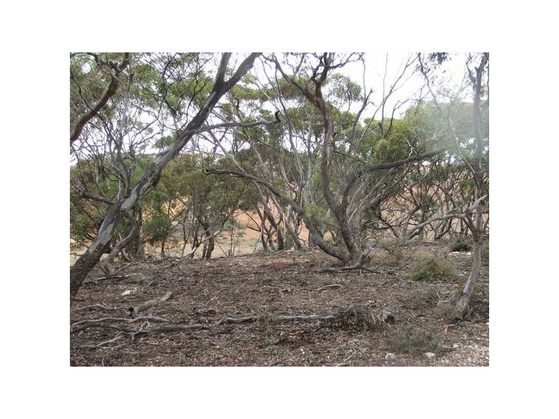 lot 133 Panorama Ave, via Younghusband, Mannum SA 5238