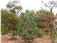 lot 133 Panorama Ave, via Younghusband, Mannum SA 5238