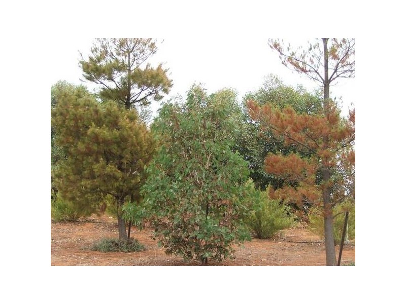 lot 133 Panorama Ave, via Younghusband, Mannum SA 5238