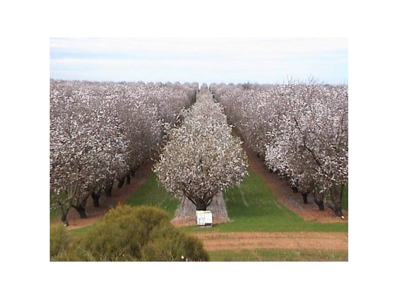 Lot 1 Bypass Road, Swan Reach SA 5354