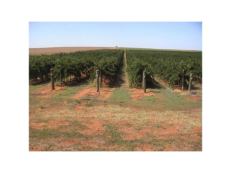 Lot 1 Bypass Road, Swan Reach SA 5354