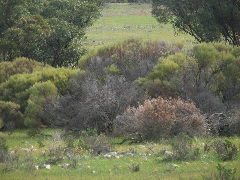 Section 21 Goondooloo Road, Bowhill SA 5238