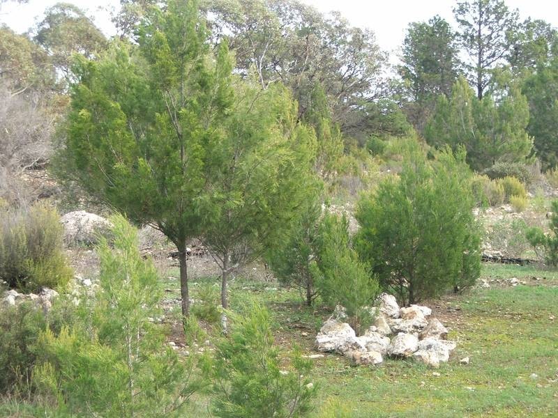 Section 21 Goondooloo Road, Bowhill SA 5238