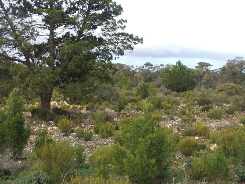 Section 21 Goondooloo Road, Bowhill SA 5238
