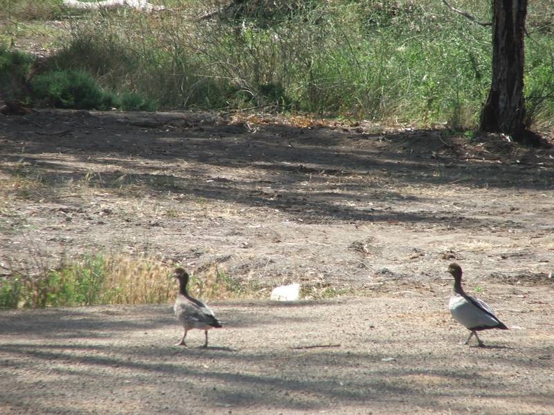 79 Marks Landing, Swan Reach SA 5354