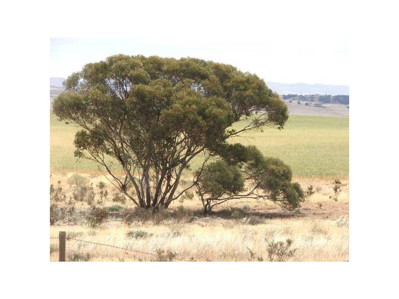 Sect 23s Bowhill Road, Mannum SA 5238