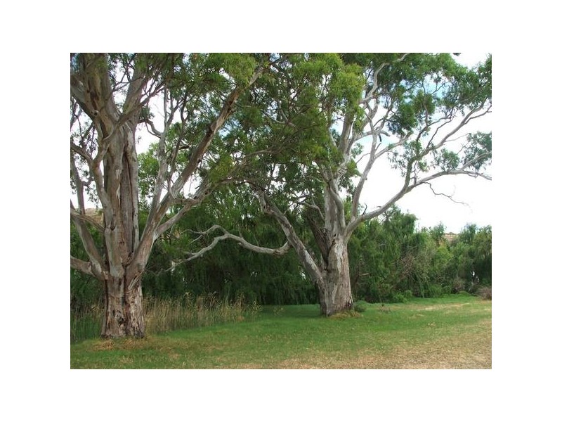 Lot 501 Rob Loxton Road, Walker Flat SA 5238