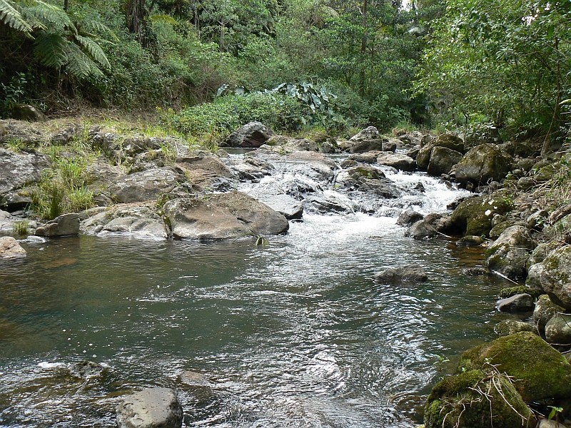 443 Upper Wilson Creek, Wilsons Creek NSW 2482