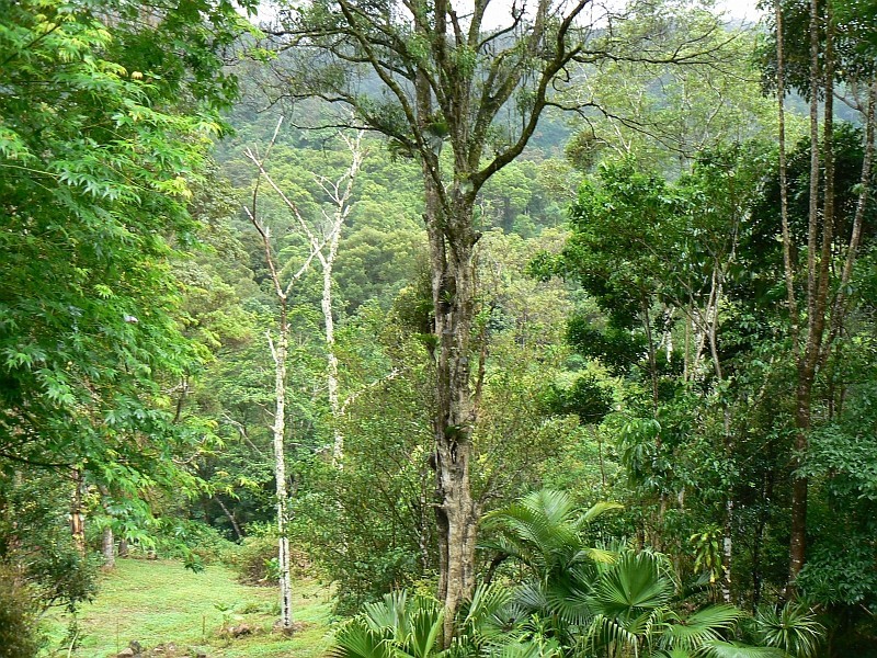 443 Upper Wilson Creek, Wilsons Creek NSW 2482