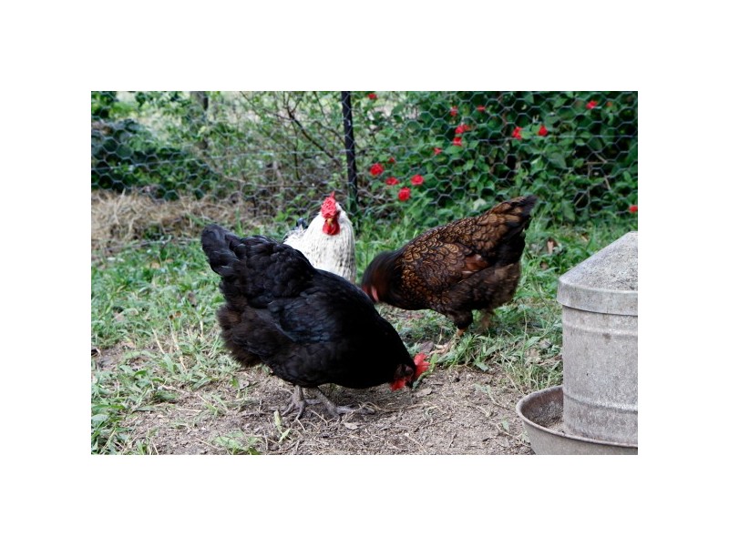 561 Left Bank Road, Mullumbimby NSW 2482