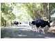 Lot 6,  Pine Mountain Road, Possum Creek NSW 2479