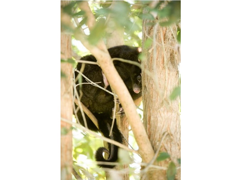 Lot 6,  Pine Mountain Road, Possum Creek NSW 2479