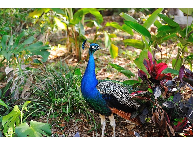 154 Old Bangalow Road, Byron Bay NSW 2481