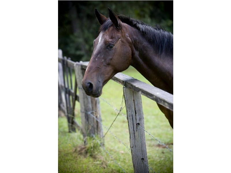 Lot 6,  Pine Mountain Road, Possum Creek NSW 2479