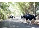 Lot 6,  Pine Mountain Road, Possum Creek NSW 2479