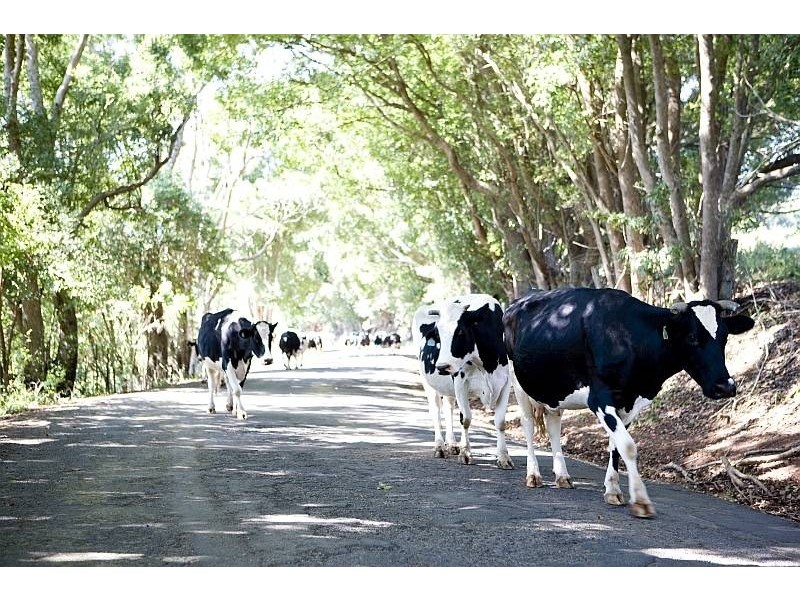 Lot 6,  Pine Mountain Road, Possum Creek NSW 2479