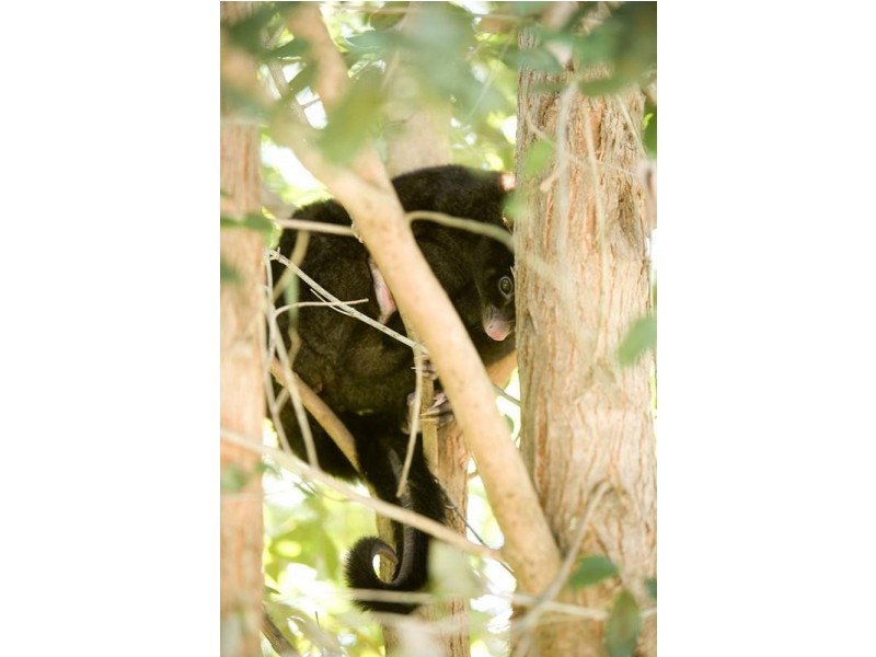 Lot 6,  Pine Mountain Road, Possum Creek NSW 2479