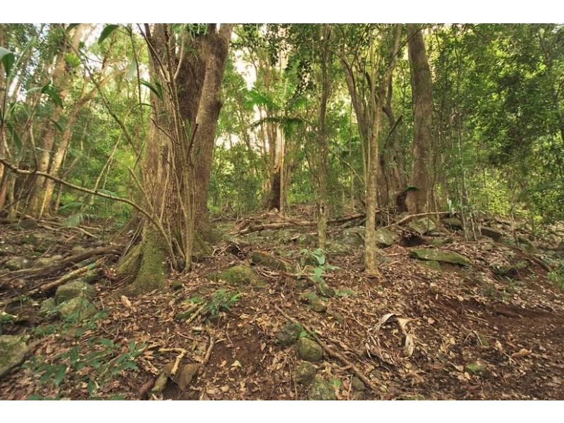 1 Parmenters Road, Wilsons Creek NSW 2482