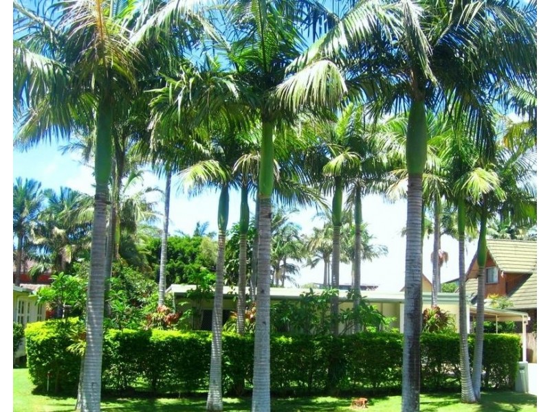 36 Kingsley Street, Byron Bay NSW 2481