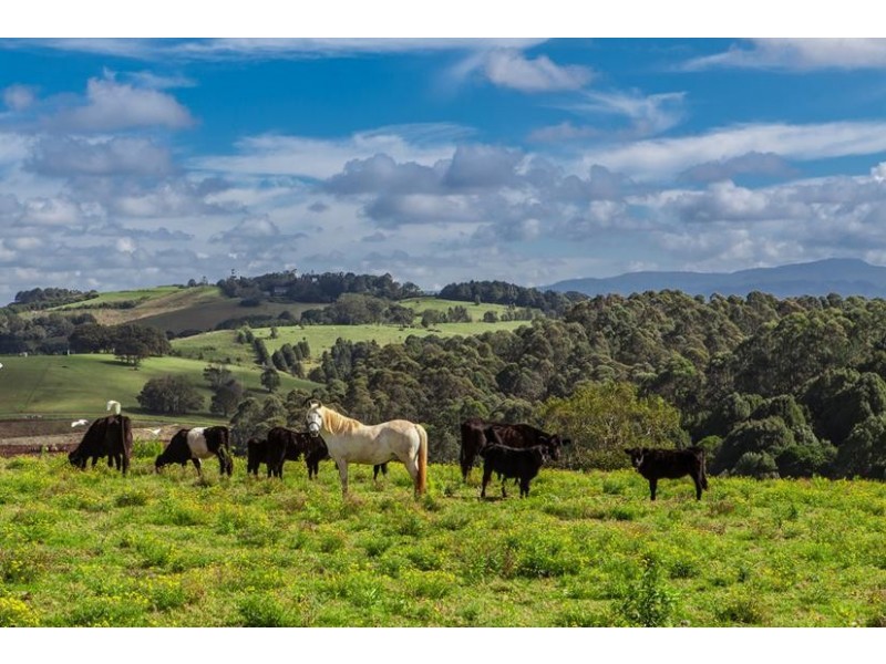 186 St Helena Road, Mcleods Shoot NSW 2479