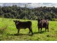 186 St Helena Road, Mcleods Shoot NSW 2479