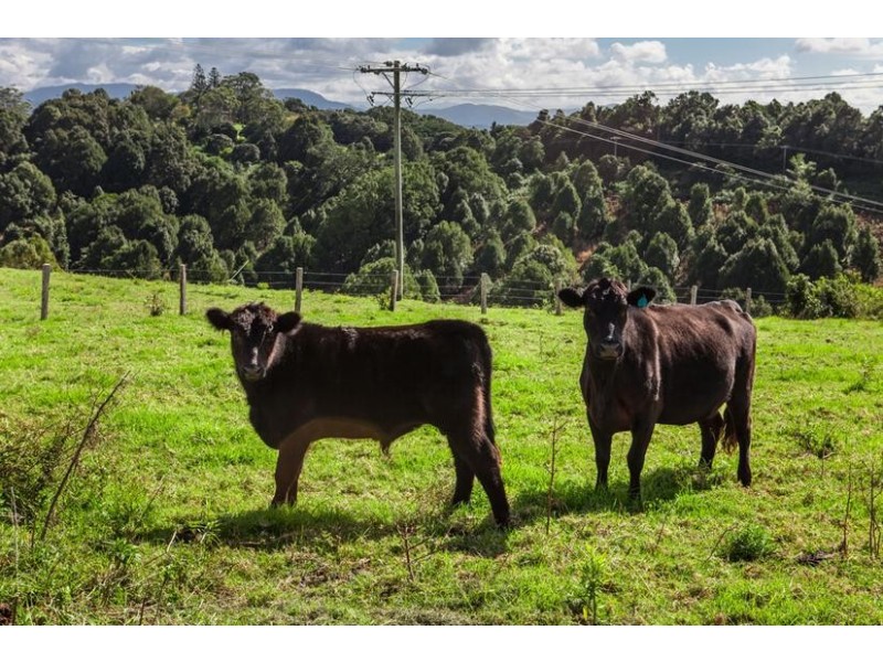 186 St Helena Road, Mcleods Shoot NSW 2479